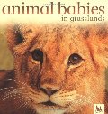 Animal Babies in Grasslands Animal Babies in Grasslands