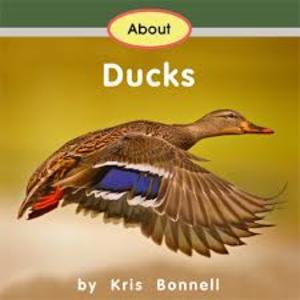 About Ducks About Ducks