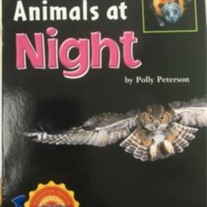 Animals at Night (5) Animals at Night (5)