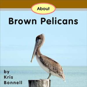 About Brown Pelicans About Brown Pelicans