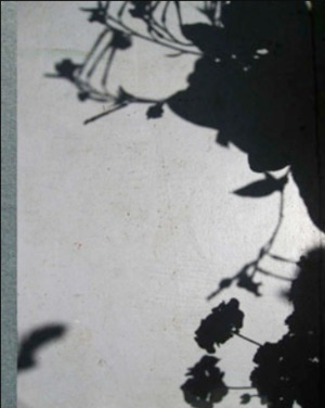 Collier Schorr: Blumen Collier Schorr: Blumen