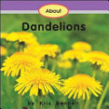 About Dandelions About Dandelions
