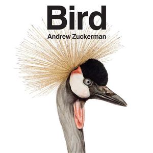 Bird Bird