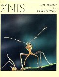 Ants, The Ants, The