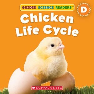 Chicken Life Cycle Chicken Life Cycle