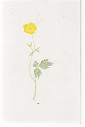 100 Buttercups 100 Buttercups