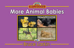 More Animal Babies More Animal Babies