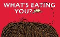 What's Eating You?: Parasites -- The Inside Story (Animal Science) What's Eating You?: Parasites -- The Inside Story (Animal Science)