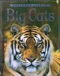Big Cats Big Cats